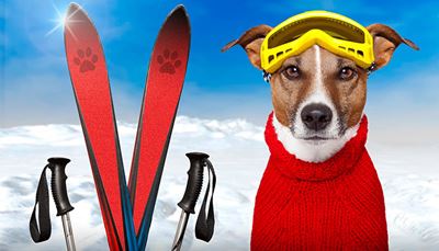 lyžařskéhůlky, lyže, čenich, sníh, svetr, tlapa, brýle, pes