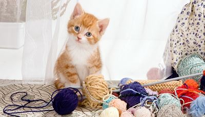 curtain, knittingneedles, knitting, kitten, ears, yarn, pet, ball, wool