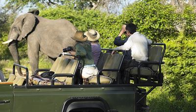 dramblys, fotoaparatas, straublys, safaris, šortai, visureigis, žalia, lapija, turistė, grupė, sėdynė, iltis