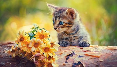 letena, žievė, kačiukas, gėlės, ausys