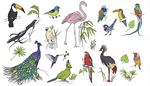 фламинго, колиброви, птицасекретар, опашка, паун, пъстърпапагал, папагал, какаду, тукан, врат, крило, лист, клюн