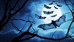 night, wing, membrane, moon, branch, black, bat, sky