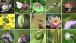 motyl, skret, muchomor, biedronka, liliawodna, koniczyna, komar, pszczola, precik, owad, slimak, wazka, zuk