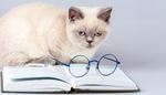virselis, skaitymas, kate, akiniukojele, remeliai, zvilgsnis, liudesys, puslapis, ausys